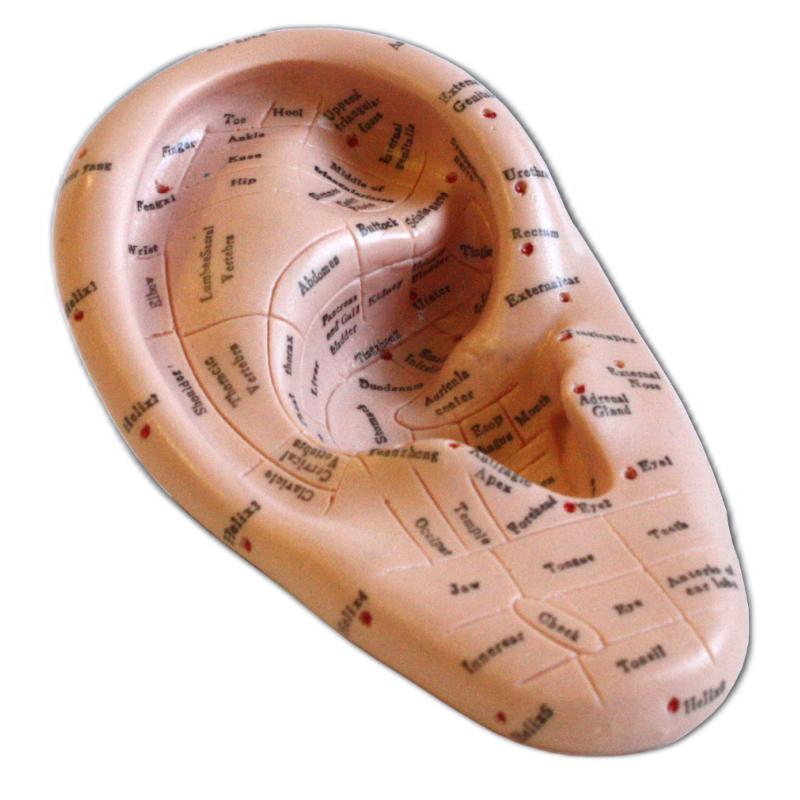 Modello orecchio in plastica h.17cm