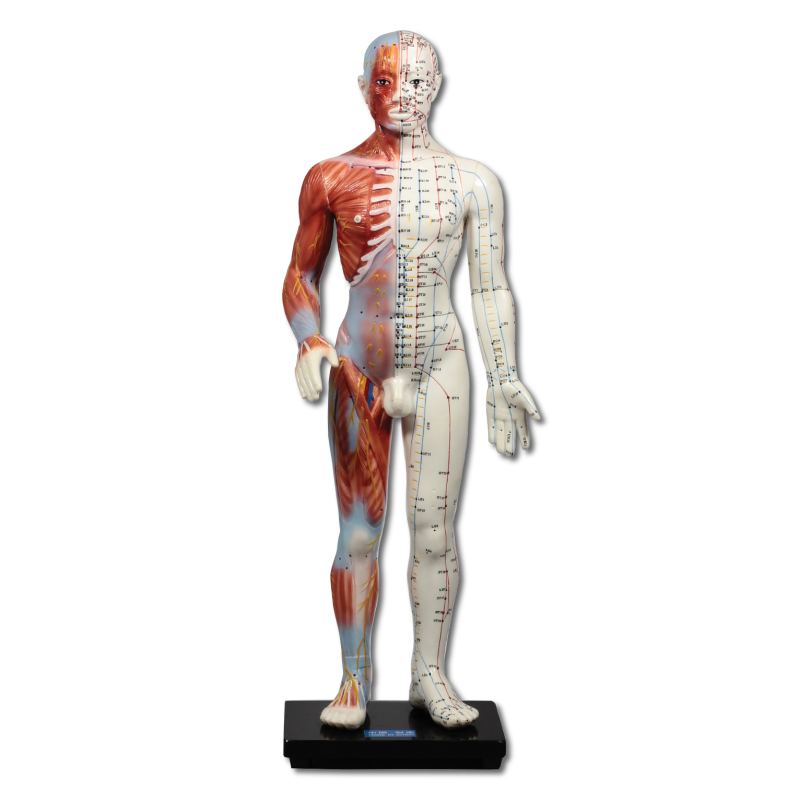 Plastic human model 60 cm