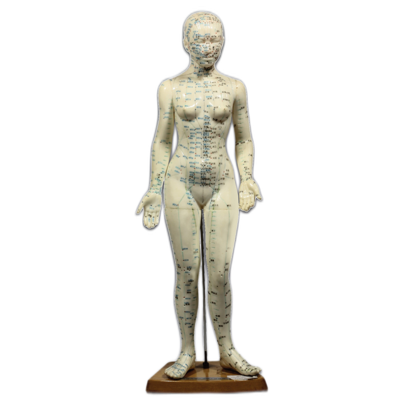 Plastic female model 46cm