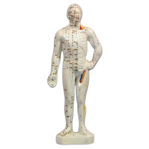 Plastic human model 26cm