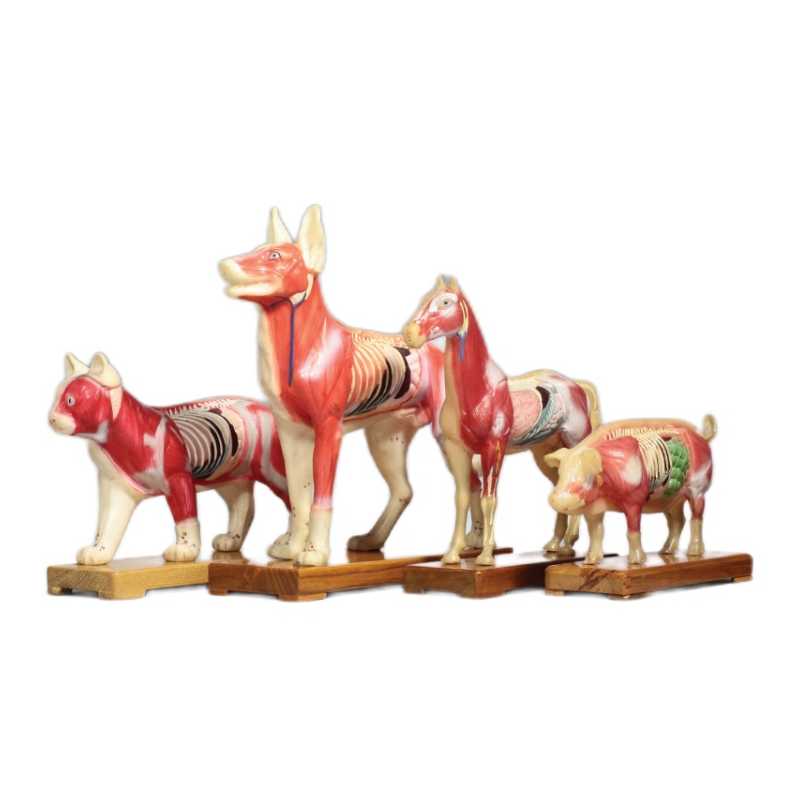 Modello cane - Fitochina Italia, prodotti della Medicina Tradizionale Cinese