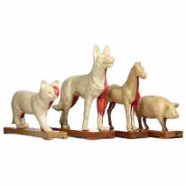 Modello cavallo - Fitochina Italia, prodotti della Medicina Tradizionale Cinese