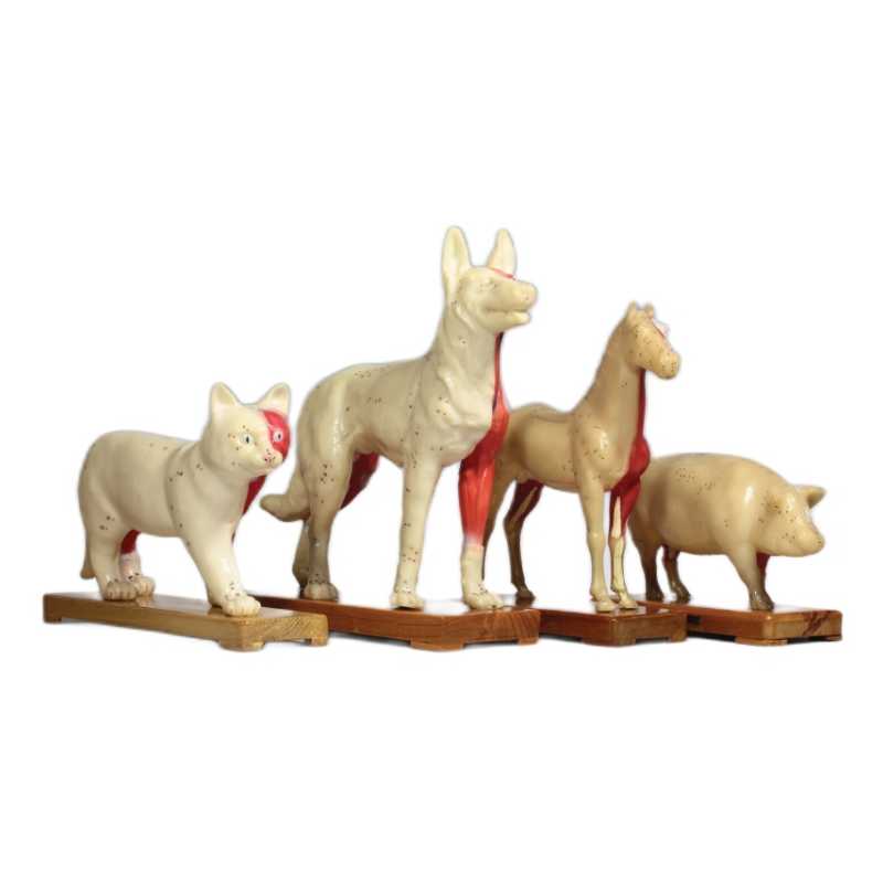 Modello cavallo - Fitochina Italia, prodotti della Medicina Tradizionale Cinese