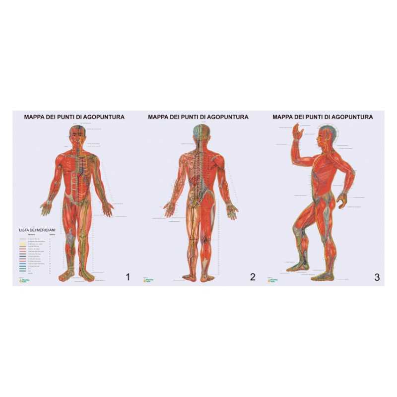 Acupuncture charts