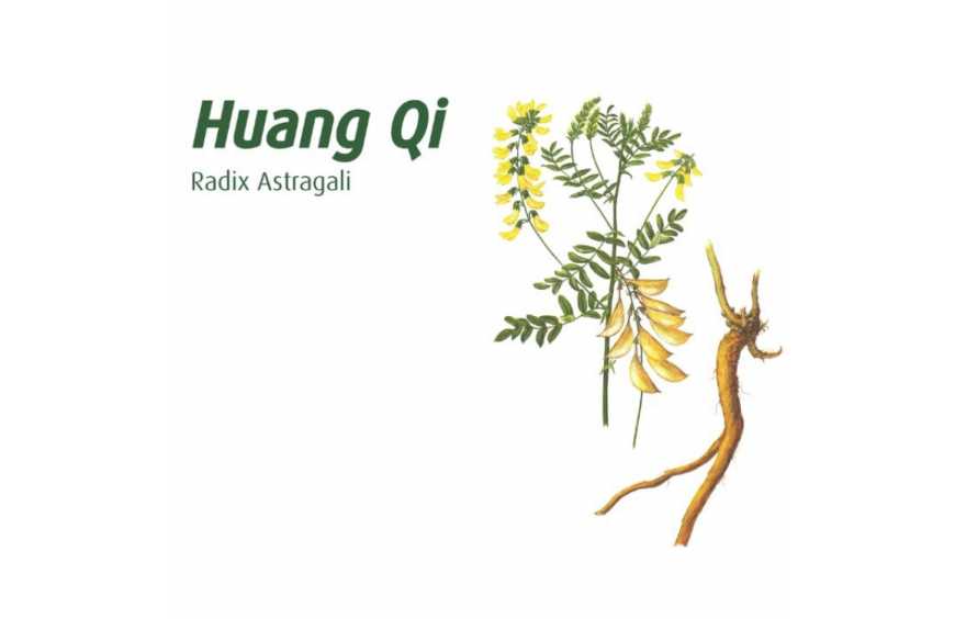 Potenzia il Tuo Benessere con il Tonico di HuangQi: Un Alleato della Medicina Cinese