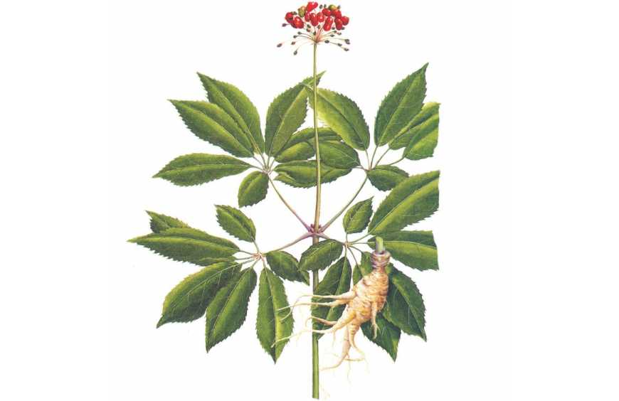 Panax Notoginseng San Qi: Il Potere Curativo del Ginseng Cinese